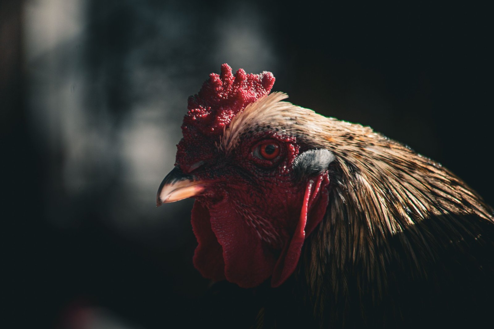 will a dark coop stop a rooster crowing early