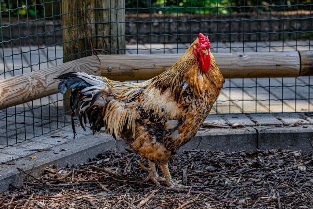 A rooster inside a coop