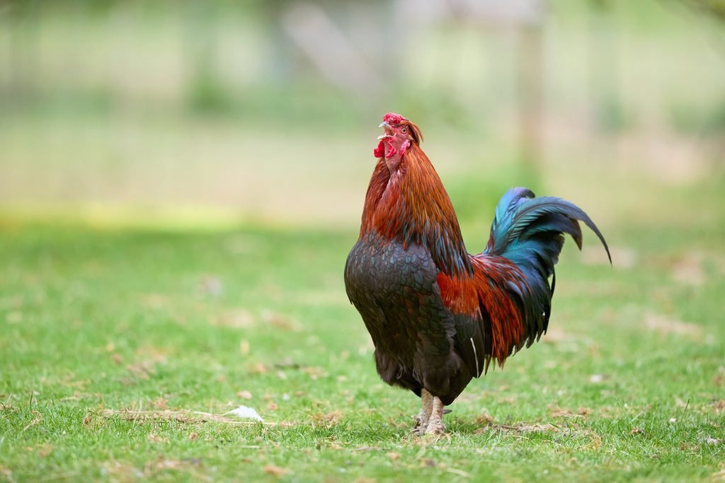 A rooster on grass crowing outside