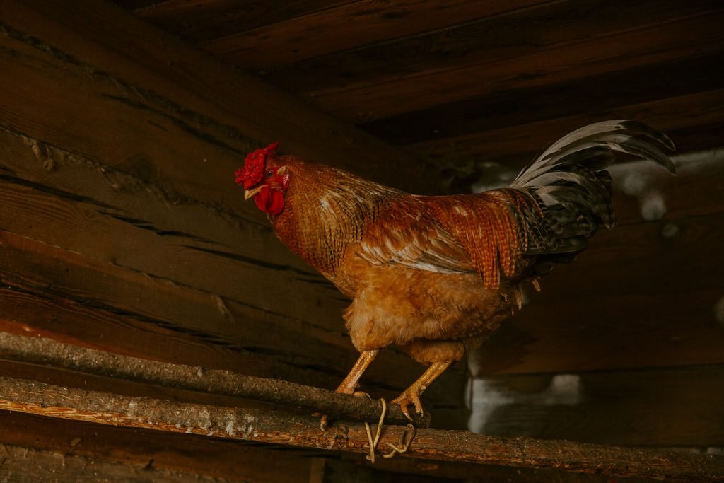 A rooster in a coop