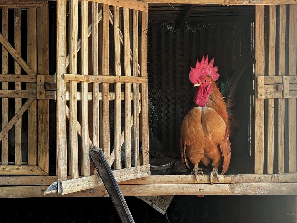 A rooster sitting at the front of the coop