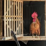 best rooster coop setup for a small backyard