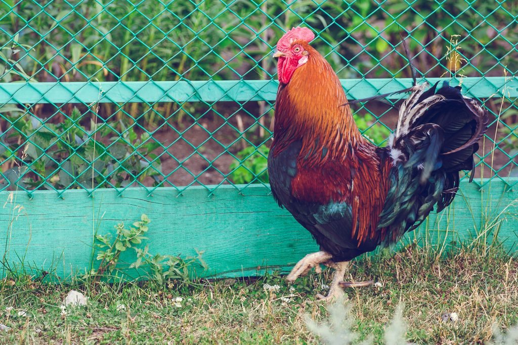 Rooster waking in backyard