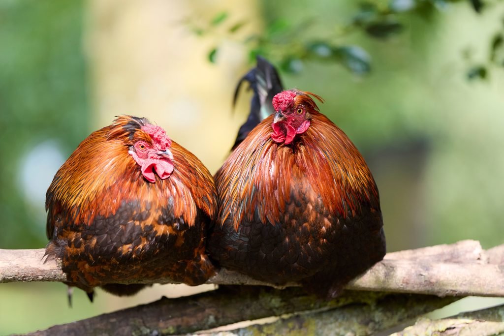 Bantam roosters sitting together