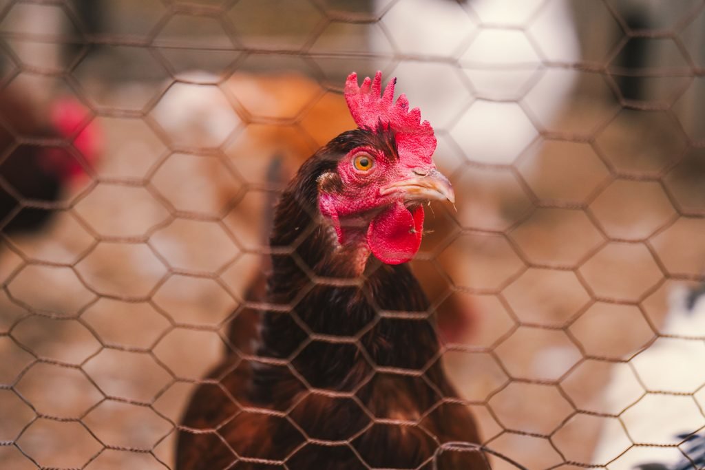 Roosters behind a barb wire fence