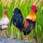 Do Roosters Crow More When They Hear Another Rooster? do roosters crow more when they hear another rooster