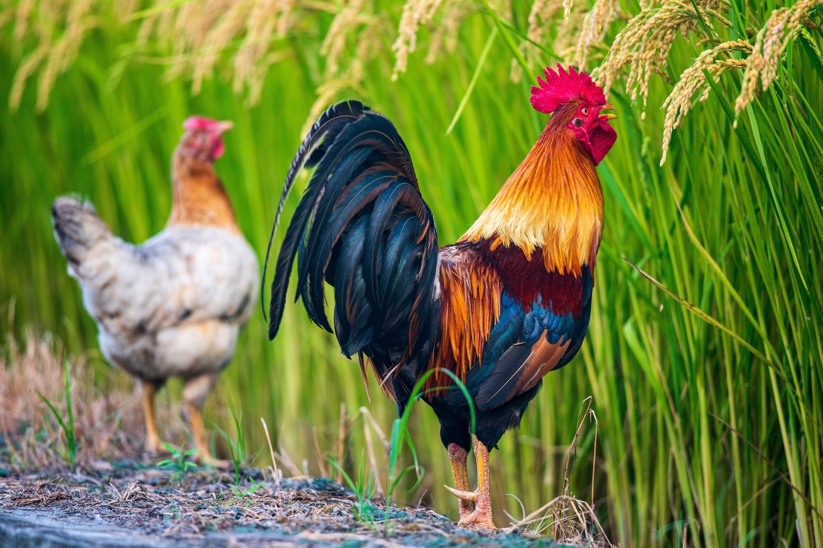 do roosters crow more when they hear another rooster