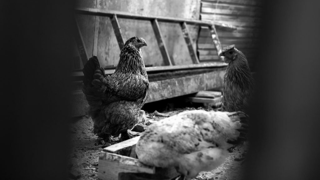 Roosters by the side of a home