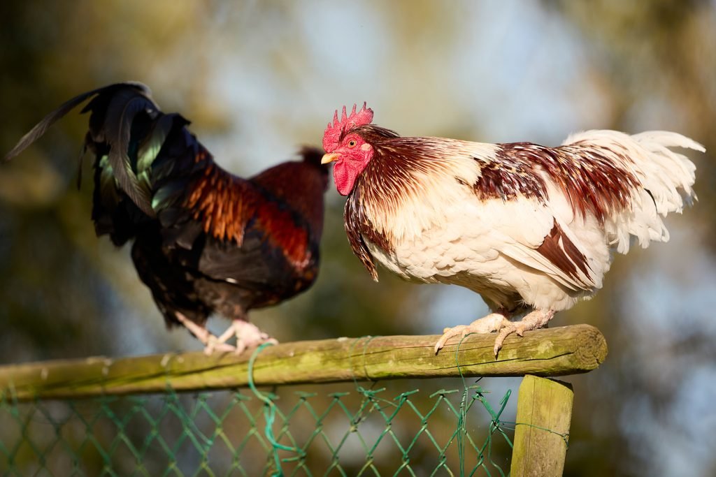 roosters sitting on fence