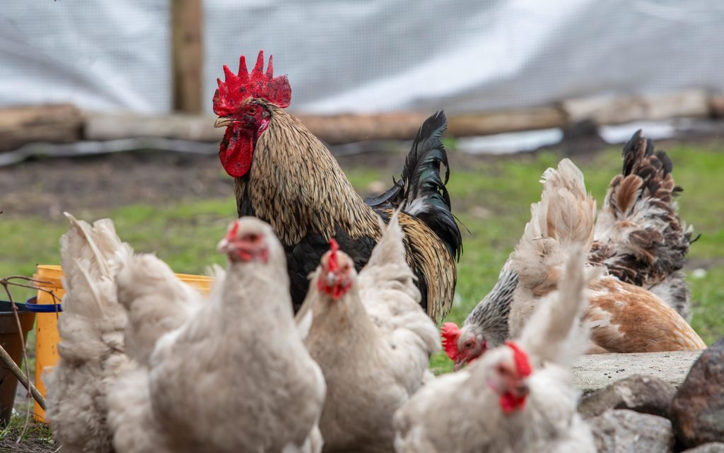 A rooster with multiple hens