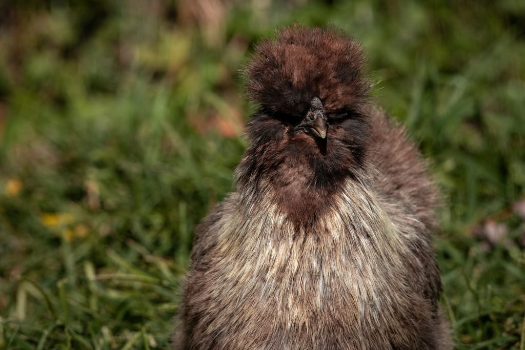 A silkie rooster