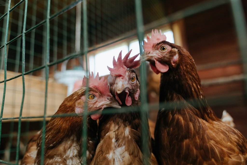 Multiple rooster behind a fence