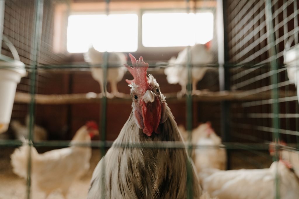 A rooster in a wire coop