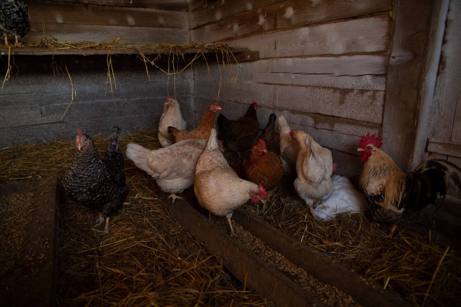 can you soundproof a rooster coop without blocking ventilation