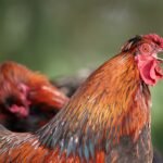 How to Soundproof a Rooster Coop Safely how to soundproof a rooster coop safely