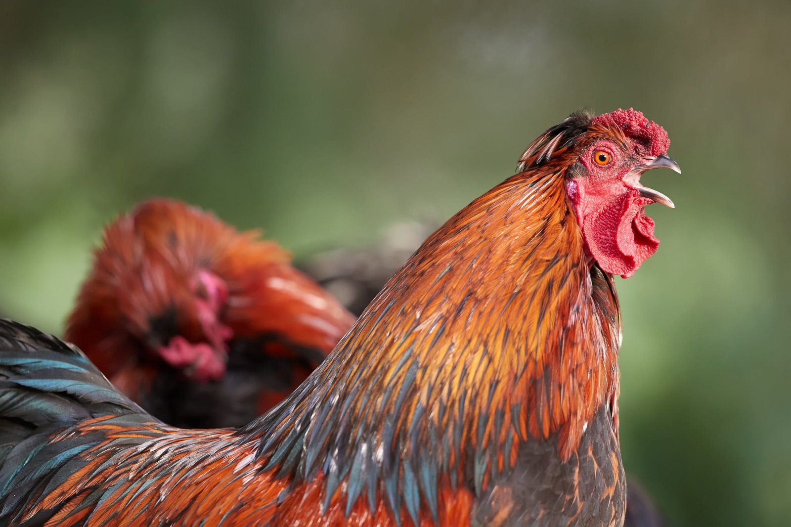 how to soundproof a rooster coop safely