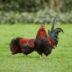 can two roosters live together without hens