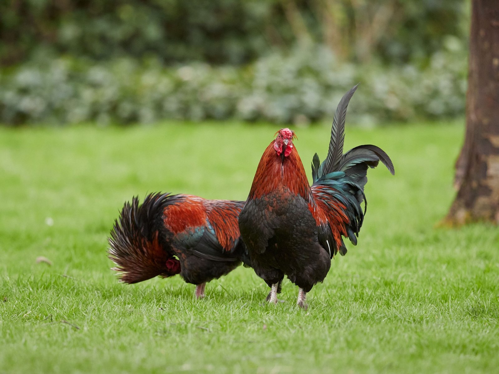 can two roosters live together without hens