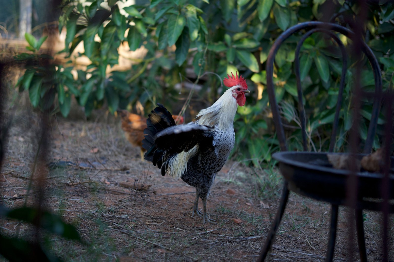quietest rooster breeds for urban backyards