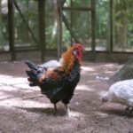 Where Should You Put a Rooster Coop to Reduce Noise? Rooster in a spacious coop and outdoor run