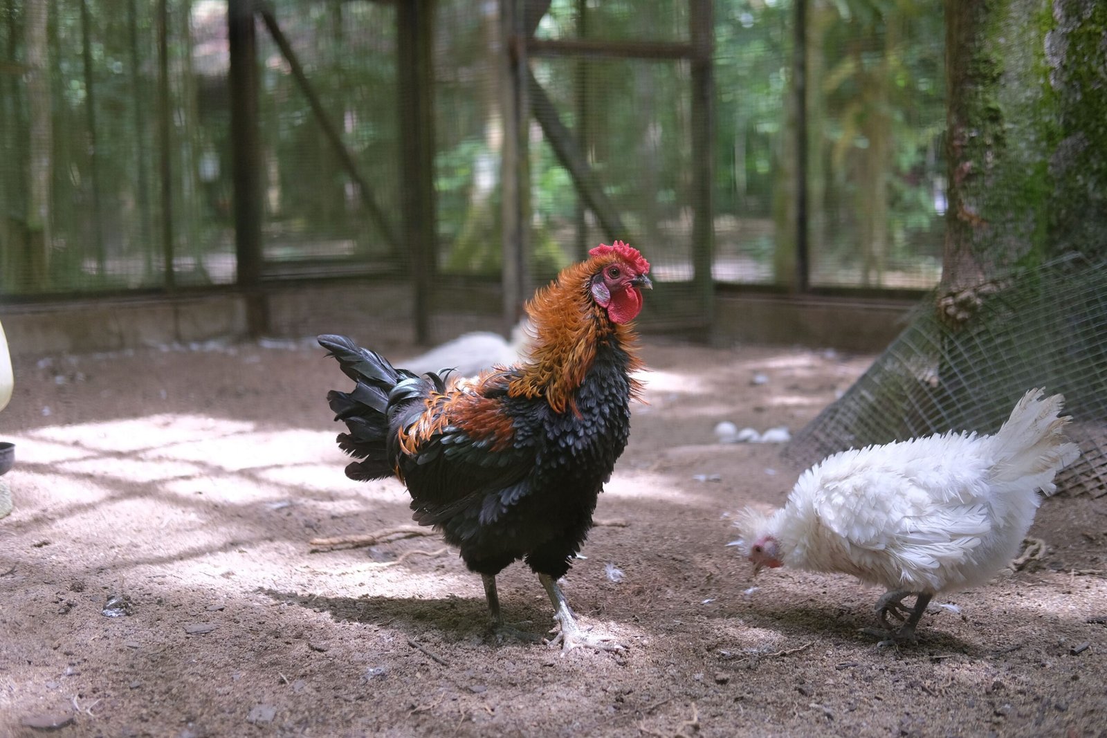 Rooster in a spacious coop and outdoor run