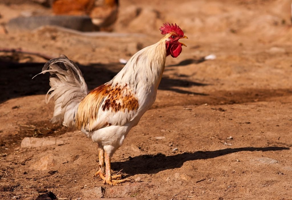 A rooster crowing outside
