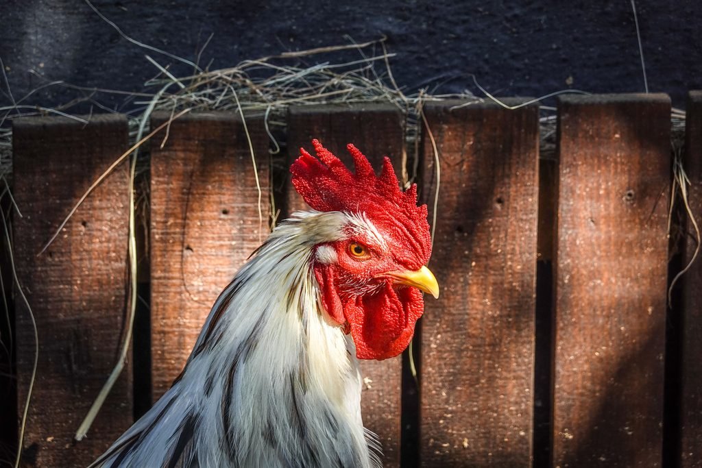 A farm rooster
